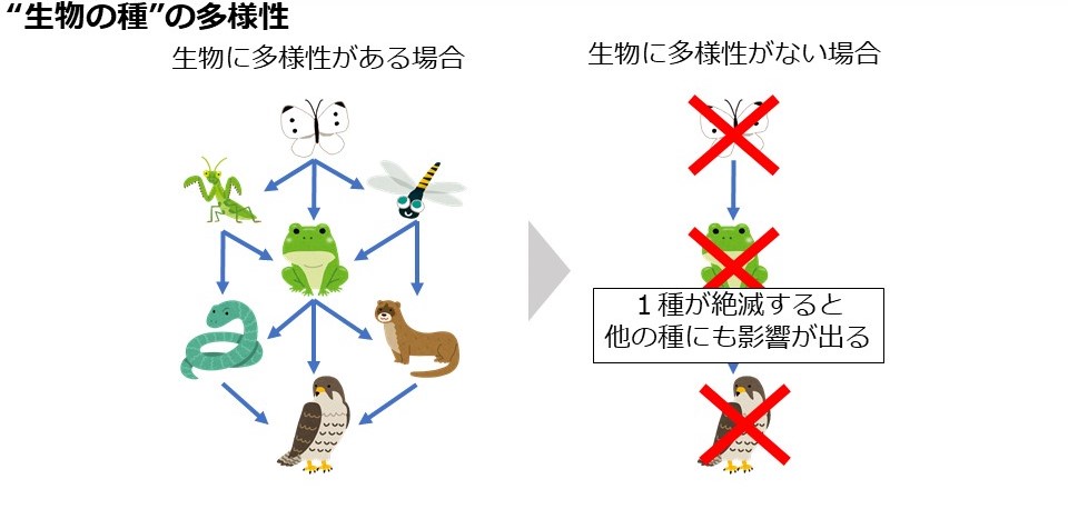 生物多様性とは？ 生物多様性わかものネットワーク