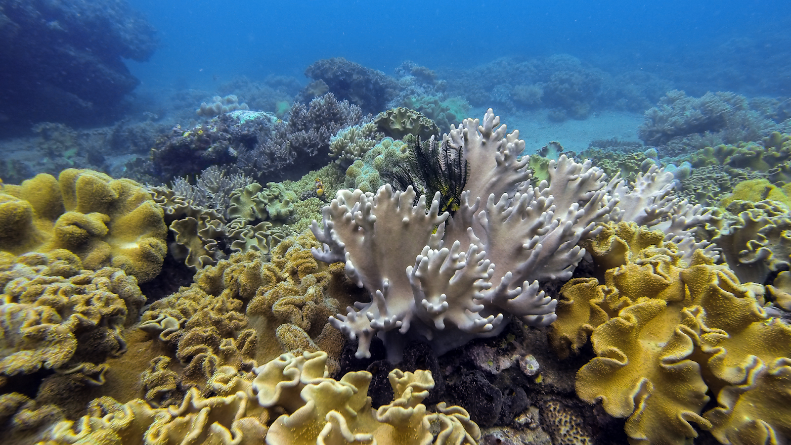 沖縄のサンゴが危ない！赤土対策の最前線 | 生物多様性わかものネットワーク